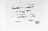 Isaria rhodosperma image